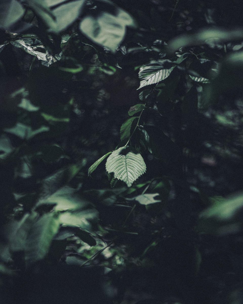 jer_welsh's tweet image. The abyss stares back 
#green #NaturePhotography