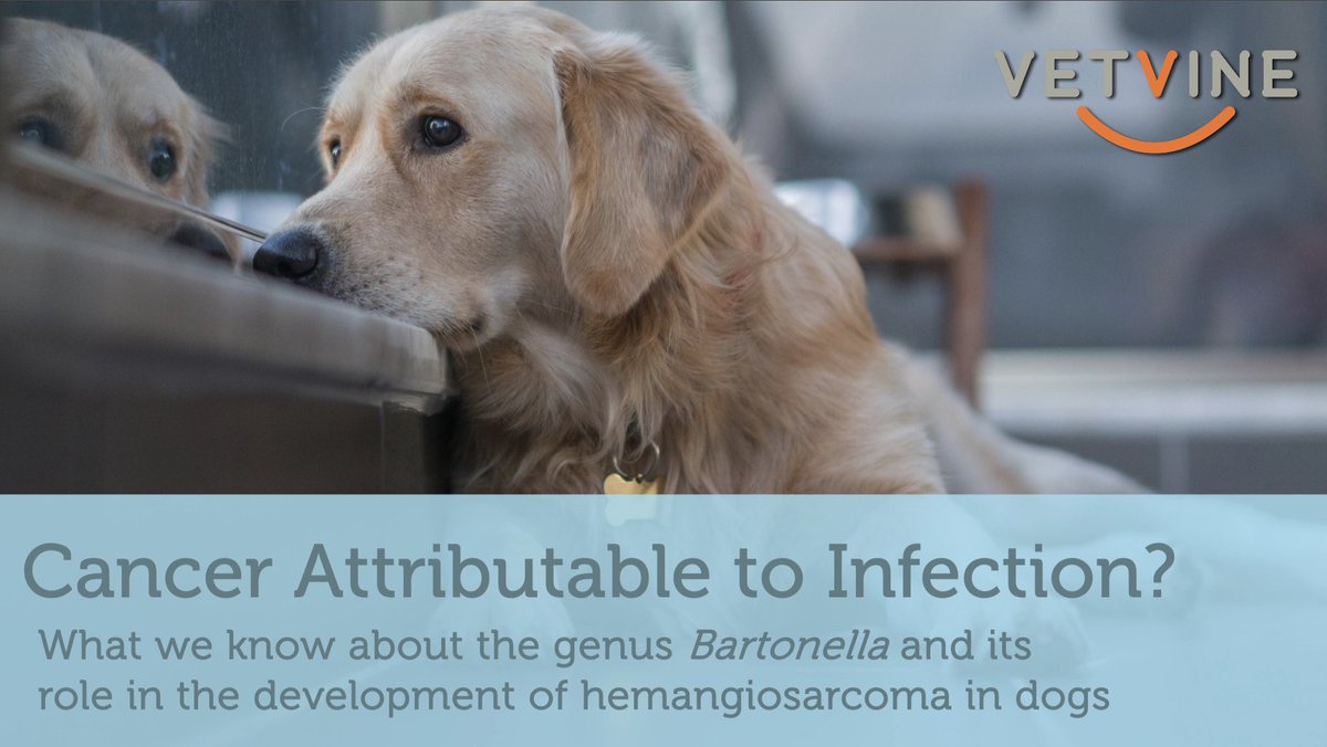 VetVine's tweet photo. There's strong evidence that Bartonella (a genus of bacteria) may play a role in the development of hemangiosarcoma in dogs. Read more: https://t.co/PxnBAJwpUo   #dogcancer #hemangiosarcoma #bartonella  #caninecancer #petcancerawareness https://t.co/idrpcqXQjB