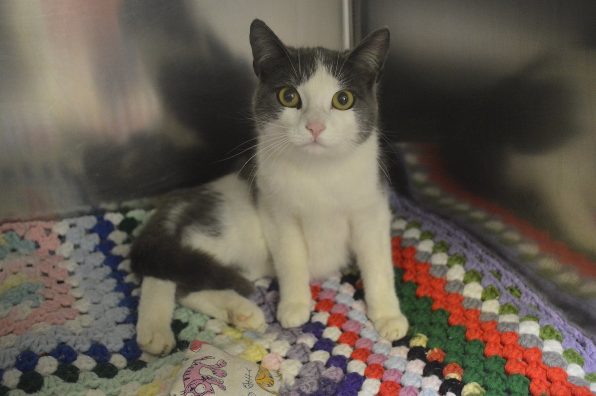 ottawahumane's tweet photo. We are still in the dark. Our fuel costs for the generator are climbing into the thousands. Will you give today to ensure the lights stay on and save animals like Toph, a cat who is healing from a broken pelvis, who desperately need your support? 

https://t.co/vCutcPEkAO https://t.co/jIYdJwmjOh