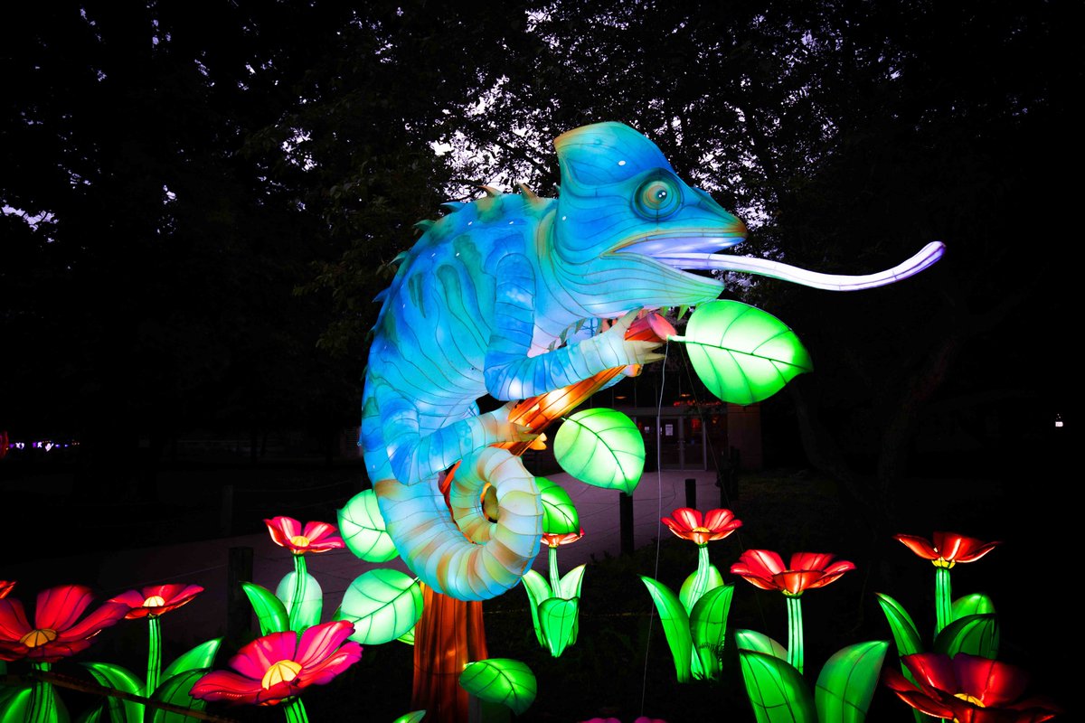 buffalozoo's tweet photo. A little sneak peak of Zoomagination before we kick off our festival of lanterns and lights next week! Go for the glow and purchase your tickets today! https://t.co/AMCP3DVn81
@FiveStarBankNY #GoForTheGlow #Zoomagination #BuffaloZoo https://t.co/uGwUzm6x44
