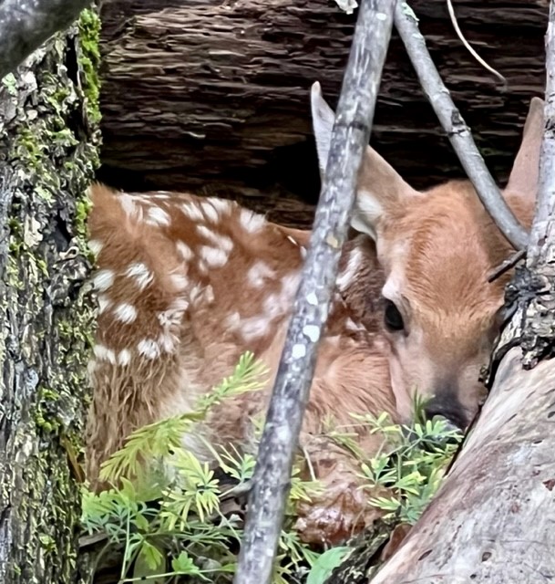 uvupf's tweet photo. Surprise! Look what Sis, Rusty, and I stumbled upon while walking the woods behind the cottage. Such a spectacular beauty. I hustled Rusty off (he had no idea,) and Sis took the pics. https://t.co/iq6MQG7iuL