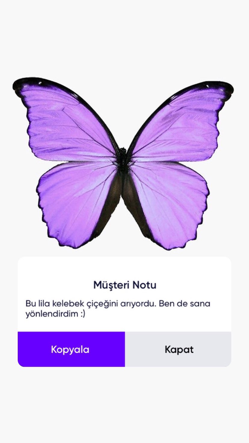 Фиолетовые бабочки20