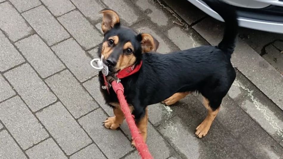 alepueblasok's tweet photo. #TodosPorCoco desde las 18hs en @CronicaTV @facu_pedrini vamos a rescatar a Coco 🐕

Los espero en Ezeiza🙏 

Coco tiene que vivir🔥 https://t.co/URJmGoy61G