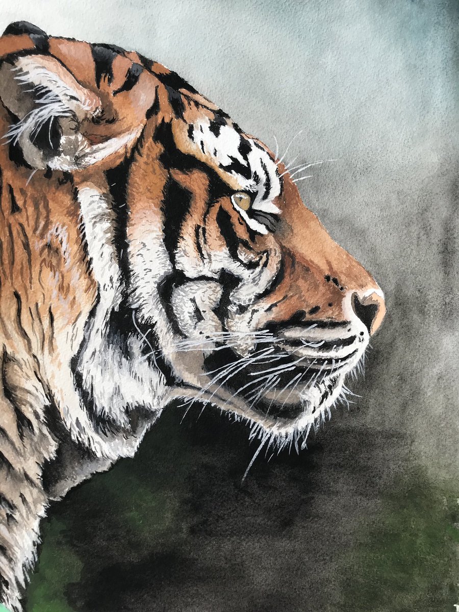 Davidjsalter's tweet photo. Ok, since you all insist (or nobody said don't!) how about another tiger.  This one in gouache, from a ref pic by Sue Tilleray https://t.co/LTBv0fzNsz