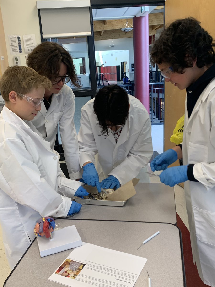 BohayJulie's tweet image. Sc8 has their hands on some hearts today! 🫀
#futurecardiologists 
#becurious
@RundleJrHigh