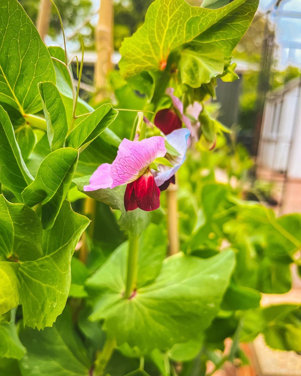 frangrowsfood's tweet photo. Purple podded peas: almost as beautiful as sweet peas when in flower, but with the added edible bonus! #allotment #growyourown https://t.co/T6NhmixusP
