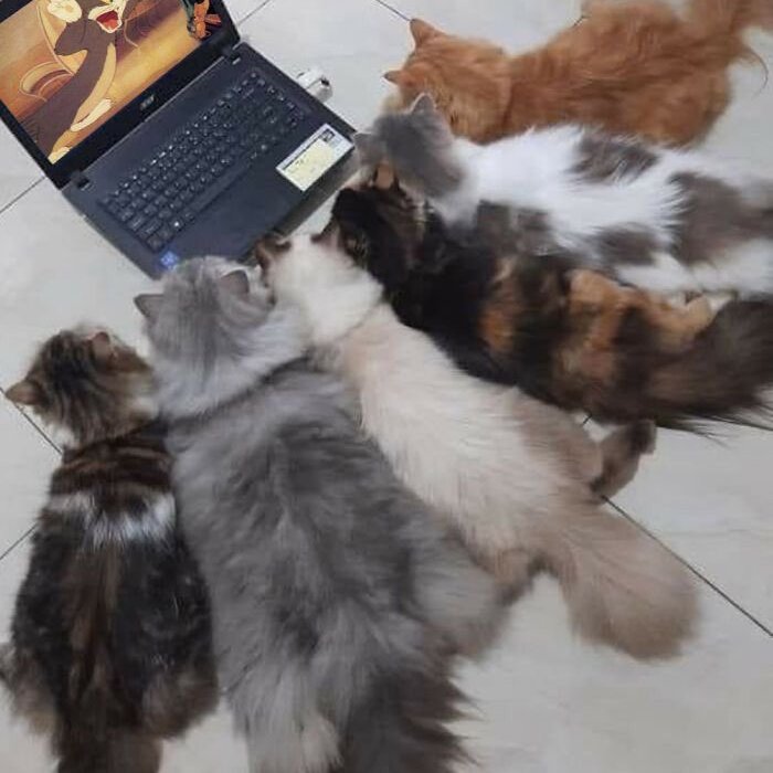 what are they watching