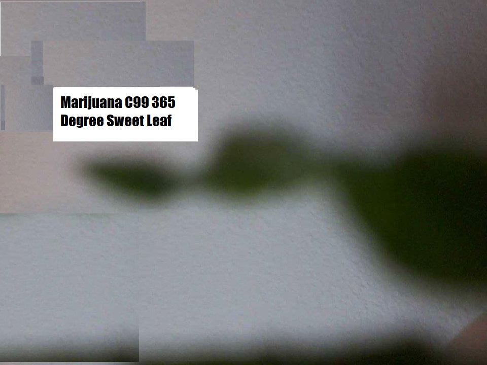 KALON LEE MORLAN tweet media