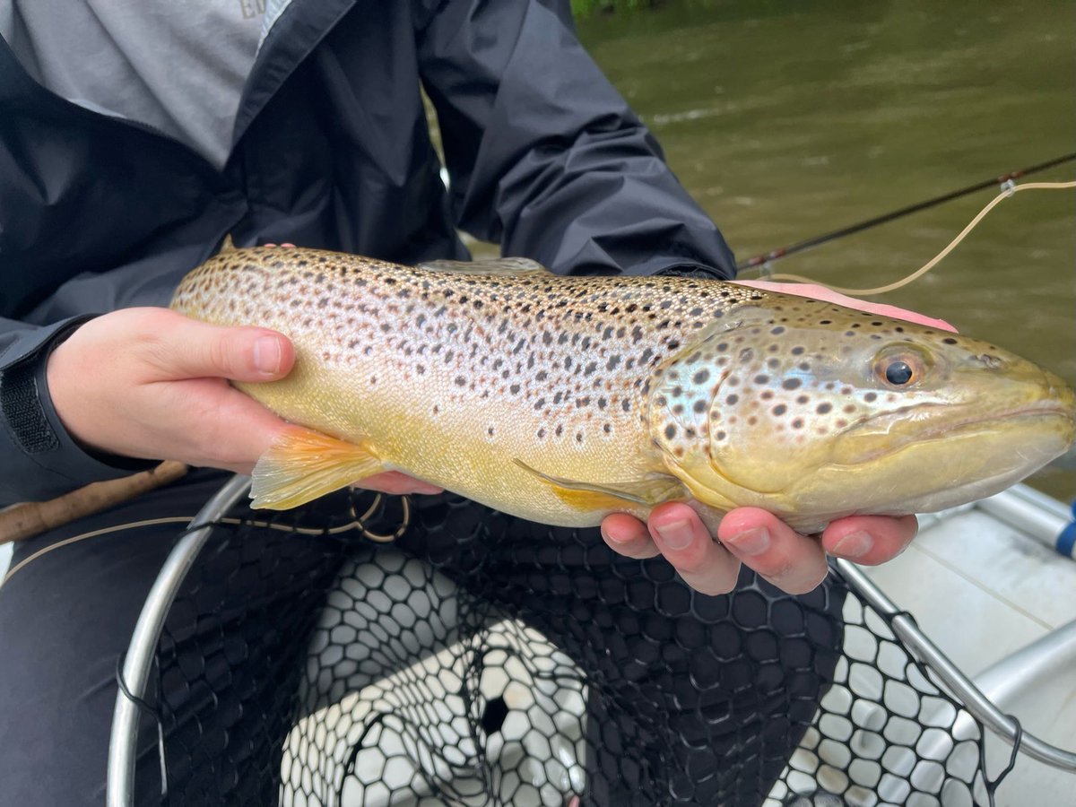 TuckRiverClub's tweet photo. Bryce was able to get a trip in between the fronts this week! Thanks for not cancelling fellas! The gamble paid off!

#TuckFlyShop #WNCFlyFishingTrail #DiscoverJacksonNC #NCTroutCapital #SylvaNC #BrysonCity #FlyFishing #HayNow #Waynesville #HaywoodCountyNC #GreatSmokyMountains https://t.co/5FUAclcpp2