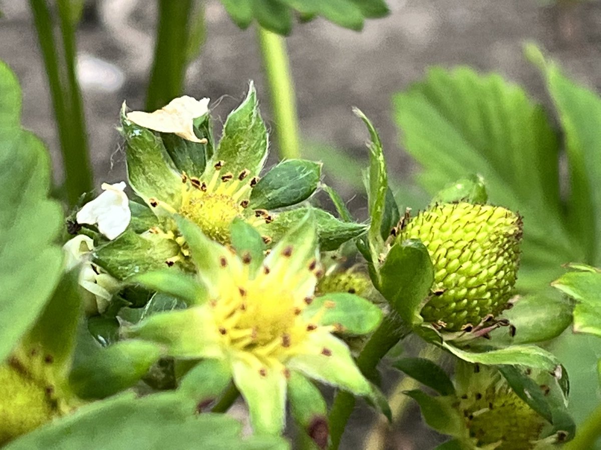 Transplanted this found strawberry a month ago and it’s bearing fruit! Hurrah! #gardeningwithjason #allotmentlife #strawberries #growingfruit