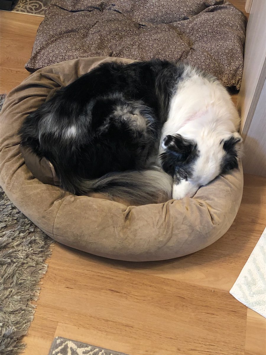 SmittyKaren1's tweet photo. @javeedsukhera my sweet girl Hart recovering from Lyme disease and knee surgery sends strength your way. All the best from all of us. https://t.co/it5xZGh7SW