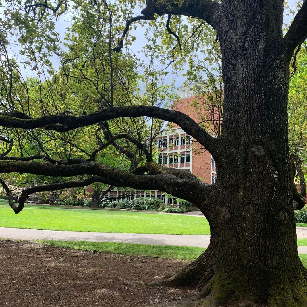 UOEnglishDept's tweet photo. Found! The perfect place to study AND hammock.πThis beautiful, old tree located across from PLC and next to the Jordan Schnitzer Museum of Art is the perfect place to set up camp for the day. π
#UOENG #Springstudyspots https://t.co/JyvOnhHjUf