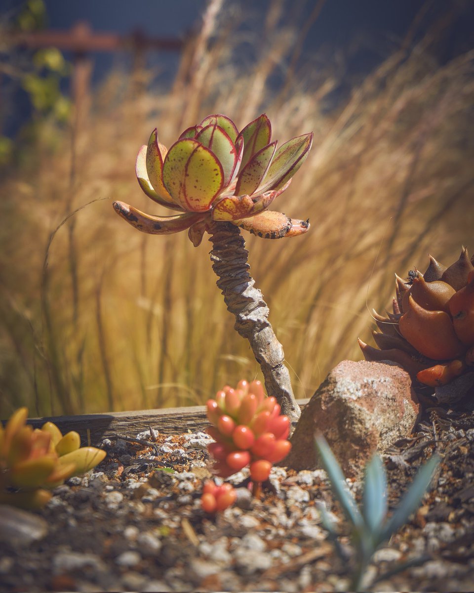 betogilardino's tweet photo. Friendly little guy on the road.
Un amigo en el camino
f 5.6 1/320 50 mm
#plants #closeup #alongthepath #streetphotography https://t.co/yqOhiahfKA