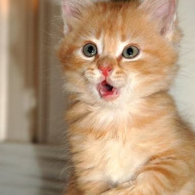 stayc as cats (@catstayc) on Twitter photo 