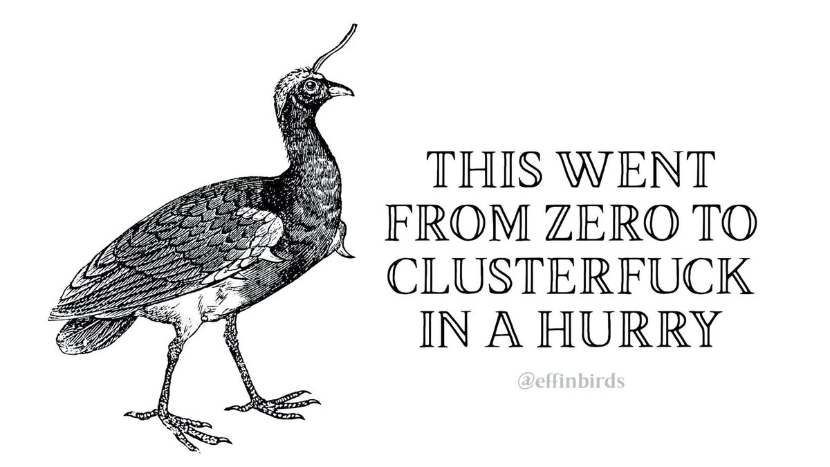EffinBirds's tweet photo. https://t.co/noJF620O4k