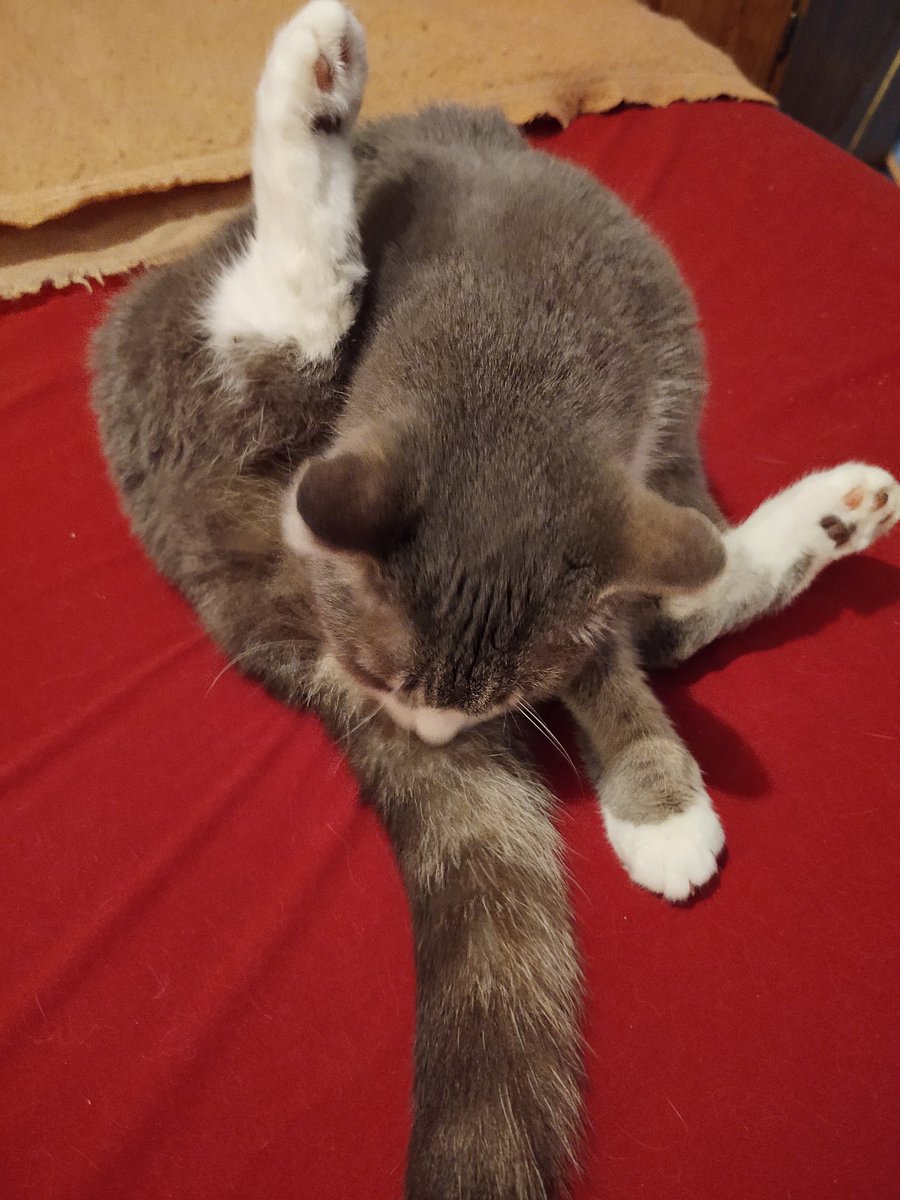 Cat Lover to Missy, Allie, Timmy & 🌈 Angel Daisy tweet media