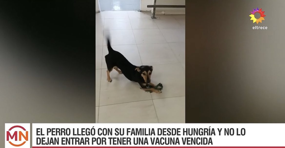 El gobierno que liberó asesinos y violadores es el mismo que quiere asesinar a un perrito por no tener una vacuna. Basuras. Liberen a Coco.