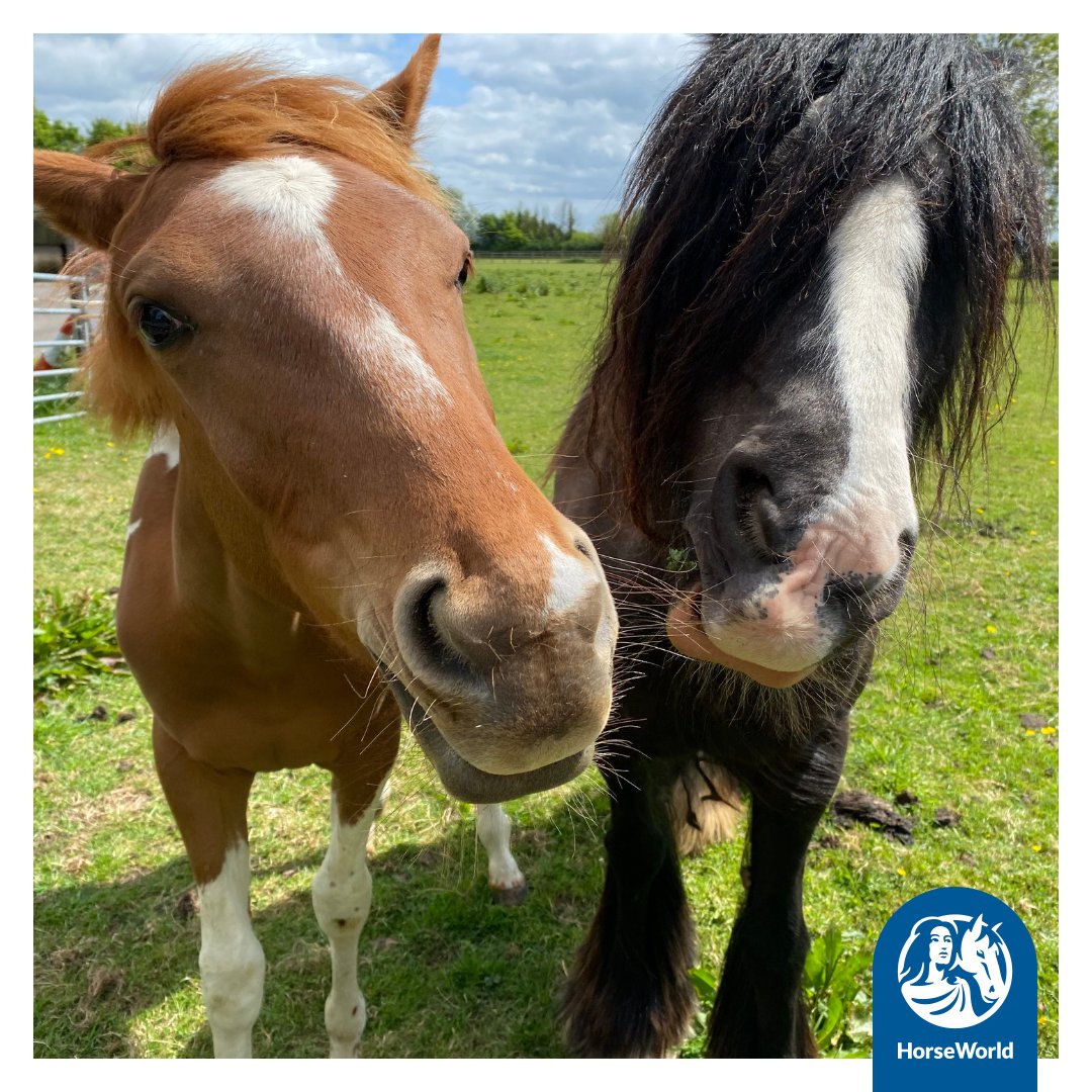 Caption this! Pop yours in the comments and our favourite gets a HorseWorld goodie bag.

For some reason it just looks like Ginny (left) and Laela (right) are having a sneaky chat about making mischief. What do you think? 😇 🤔 😈