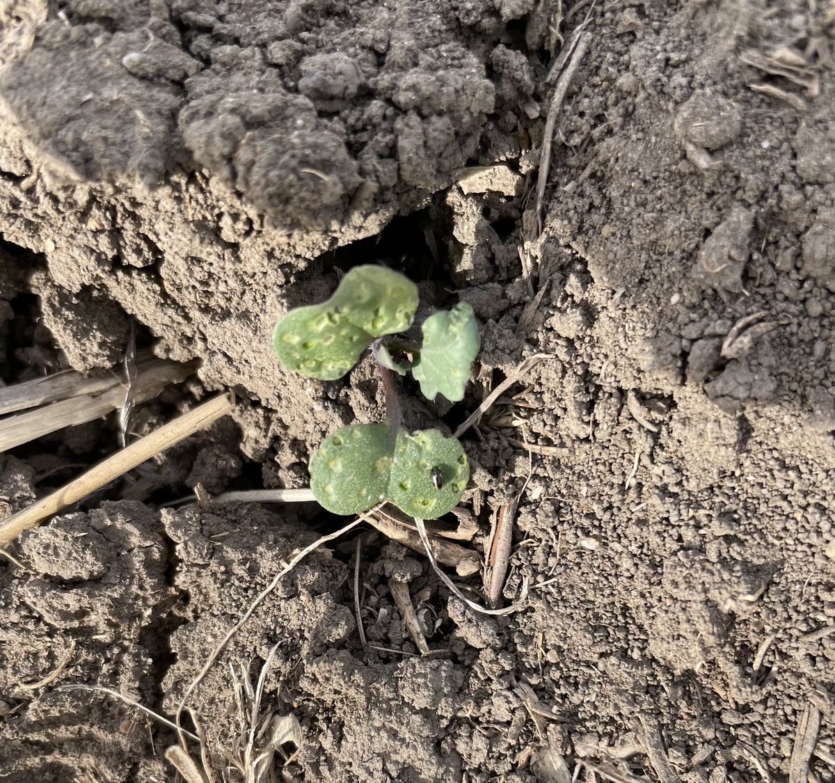 I found this little guy while scouting canola fields two nights ago. He must’ve told his friends cause last night I found 7 on one plant! Remember to scout early and often to keep on top of potential flea beetle issues in your canola crops