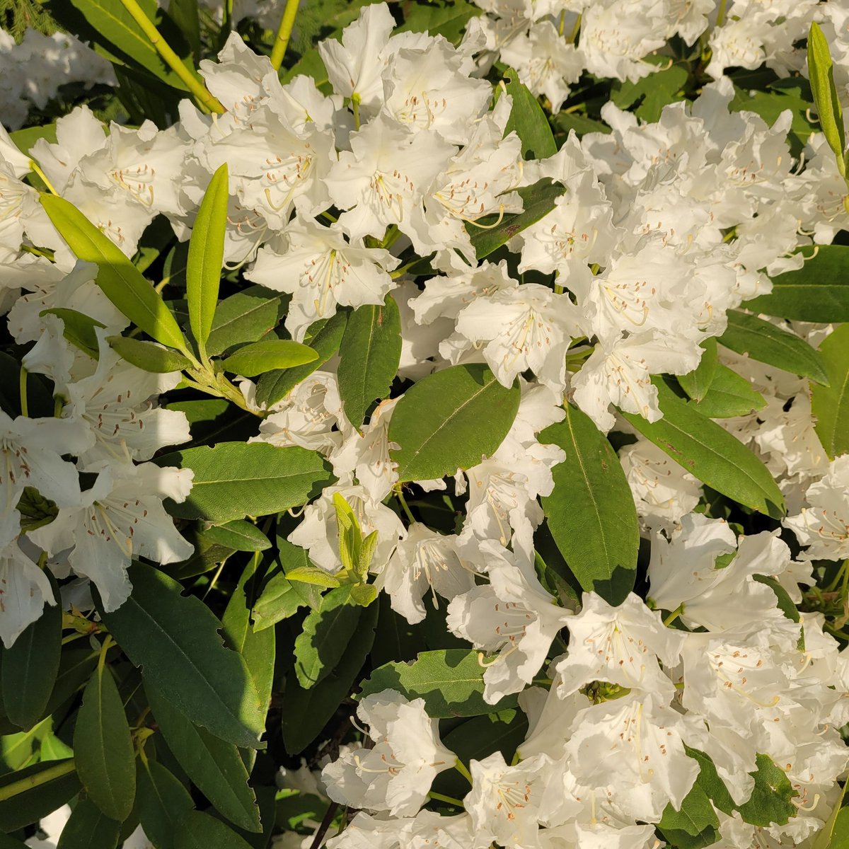 Hello #springflowers