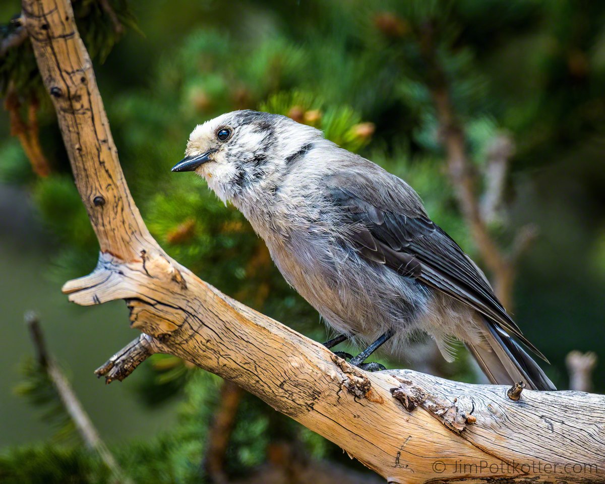 The US has nine birds with Jay as part of their name. This is the Canada Jay, formerly called the Gray Jay. They live and raise their young in some of the harshest conditions in Canada and the western US mountains, storing food for the bleakest winter days. #birding #nature