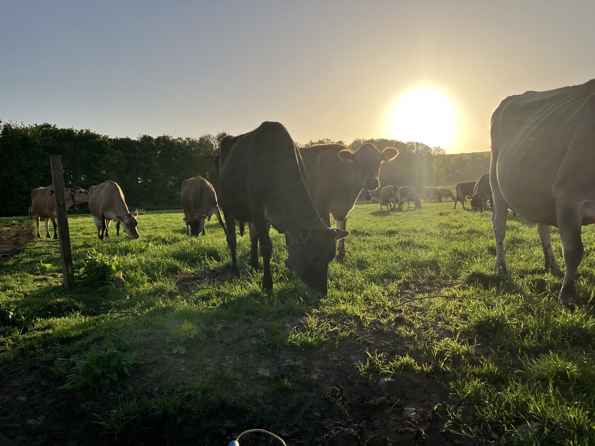 New grass for the grazing robot tonight.