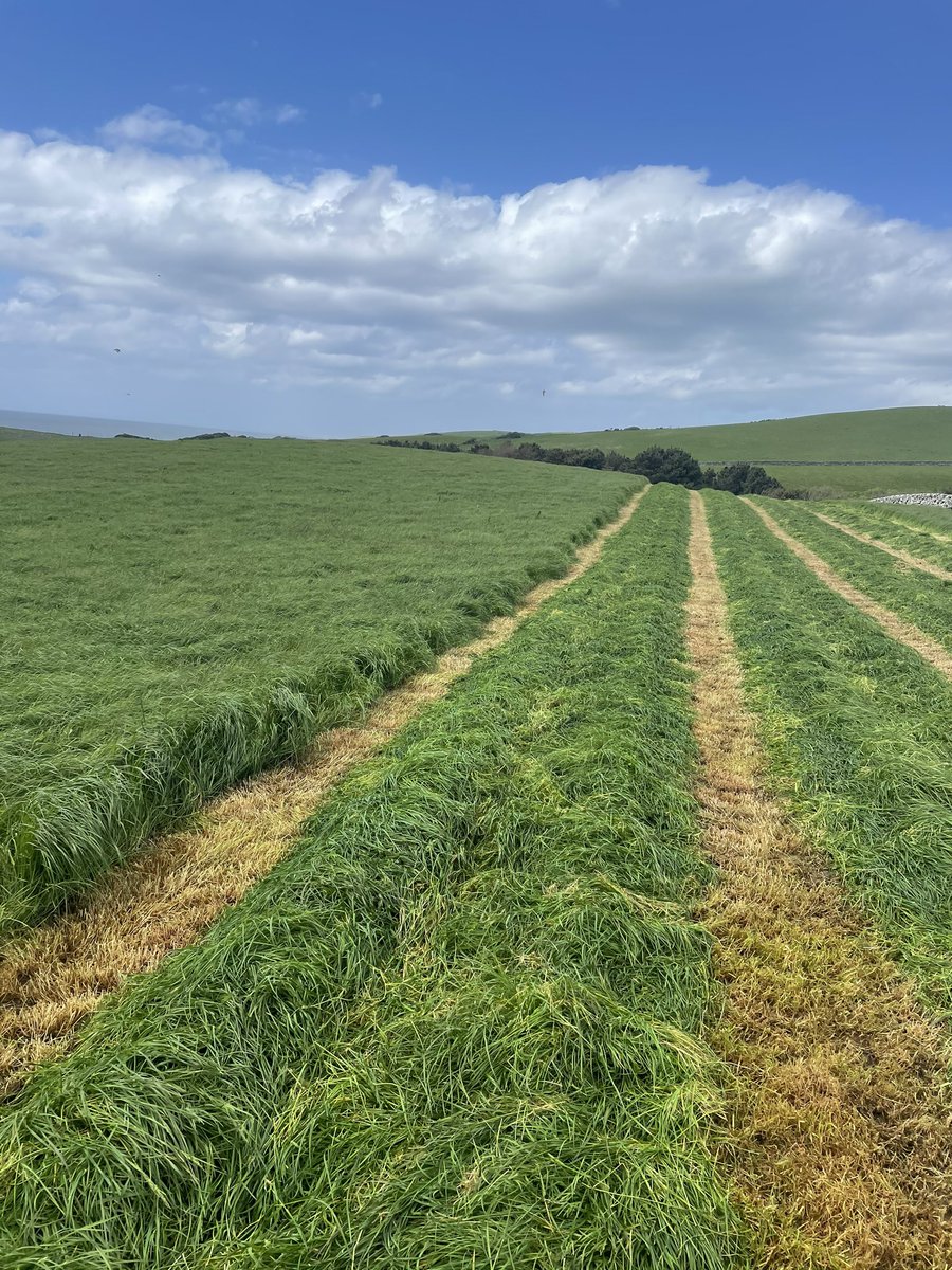 First cut of silage for me up in SW Scotland. No artificial inputs on the farm this season. Historically a high input farm. I’m hoping this field continues to perform with are new farming practices. #sheep #beef #farming365