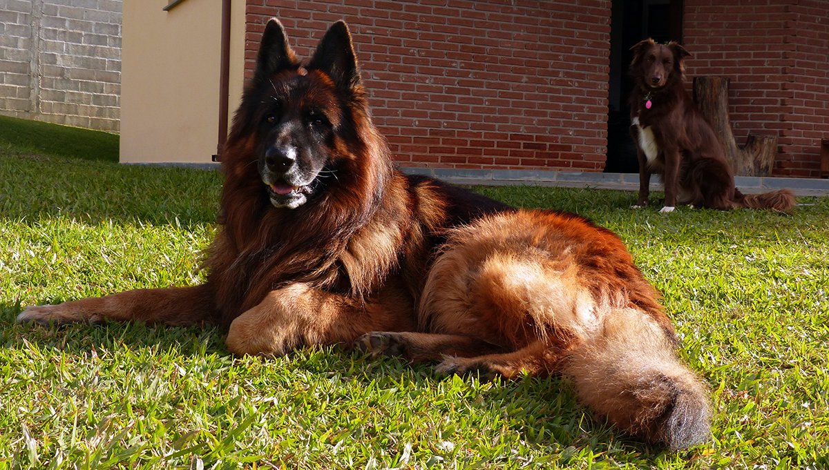 Domingos Casarim tweet media