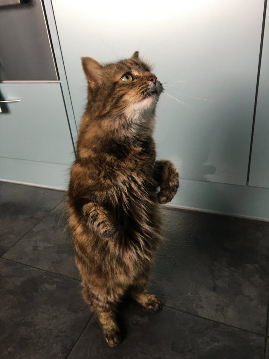 SteveCarson10's tweet photo. Thanks from Zuzu ⁦@SusanCalman⁩ for making me cat of the day- now, where’s my reward … 🏆😻 https://t.co/4OHJJXJeaf