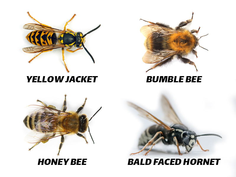 CreatureContro1's tweet image. See what all the BUZZ is about on our BLOG- learn the difference between these stinging pests.
creaturecontrol.net/blog/bees-stin…