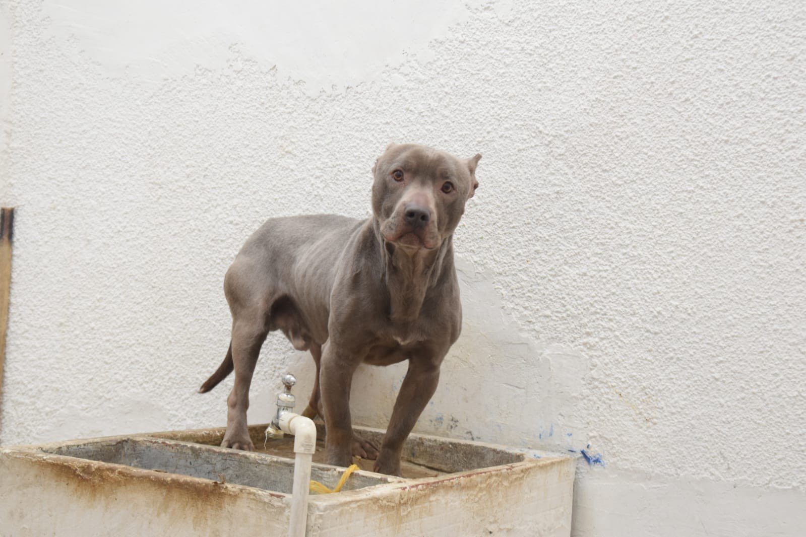Protección Animal Bogotá on Twitter: