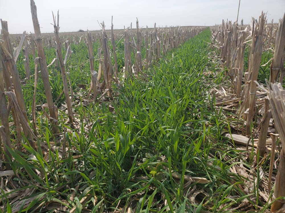 Featured article - Split-nitrogen application with cover cropping reduces subsurface #nitrate losses while maintaining corn yields - Preza-Fontes et al.  doi.org/10.1002/jeq2.2… #4R #covercrop <a href="/PrezaFontes/">Giovani Preza Fontes</a> <a href="/IllinoisCropSci/">Crop Sciences</a> <a href="/IllinoisNrec/">Illinois NREC</a> @IL_DrainDrop
📸: Giovani Preza-Fontes