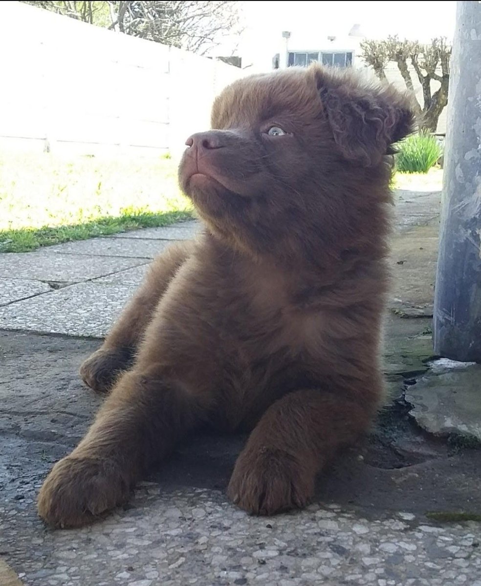 ArqPIglesias's tweet photo. Lo que era este bombón por favor.
#Roco 😍😍😍😍 https://t.co/C9QzPMFCjM