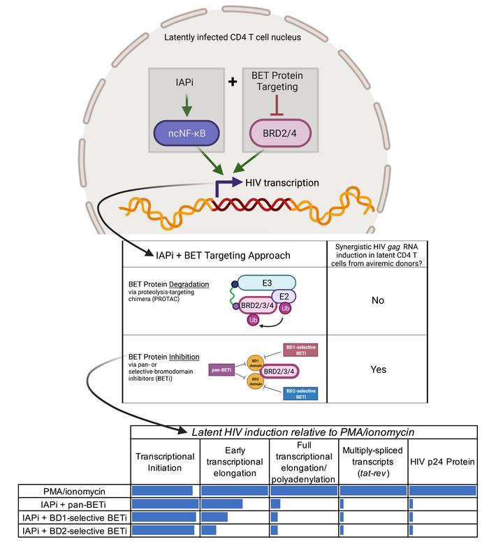 TakaraBioUSA's tweet photo. #TGSThursday How can we end the HIV epidemic? At the @UNC HIV Cure Center, a team describes the ex vivo function of combined latency reversal agents. This is an important step in an #HIVcure strategy. View the publication: https://t.co/XTE3kSBnrM @jclinicalinvest @TAGHIVscience https://t.co/L4DeTRj3Hi