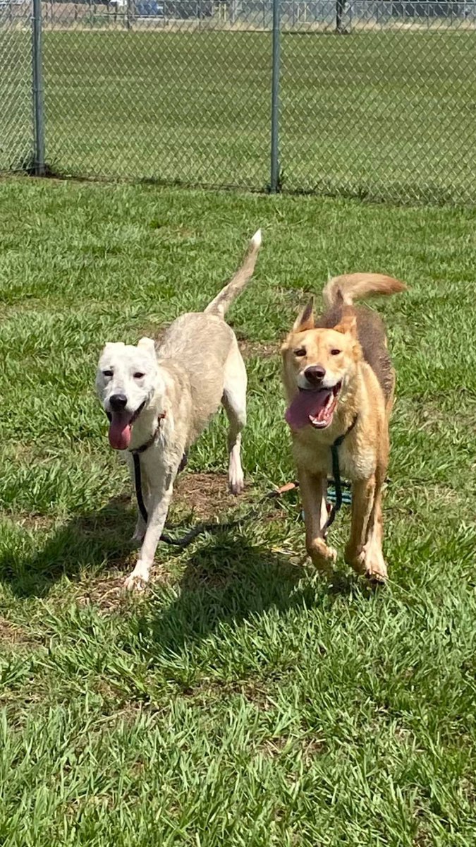 FBCASTX's tweet photo. Our shelter volunteers got some great action shots of Lydia and Louise in playgroup yesterday. They look like they had a lot of fun!!!

💘 Lydia (A036259) is a 2YO German Shepherd that weighs 53 lbs. She’s the lighter of the two. https://t.co/oWHaF6YDdo