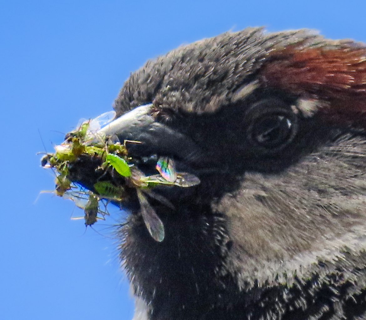 salesjennyrator's tweet photo. Never tweet with your mouthfull

#bugbuffett #Sparrow #tweet #justanibble https://t.co/IEzGWujL31
