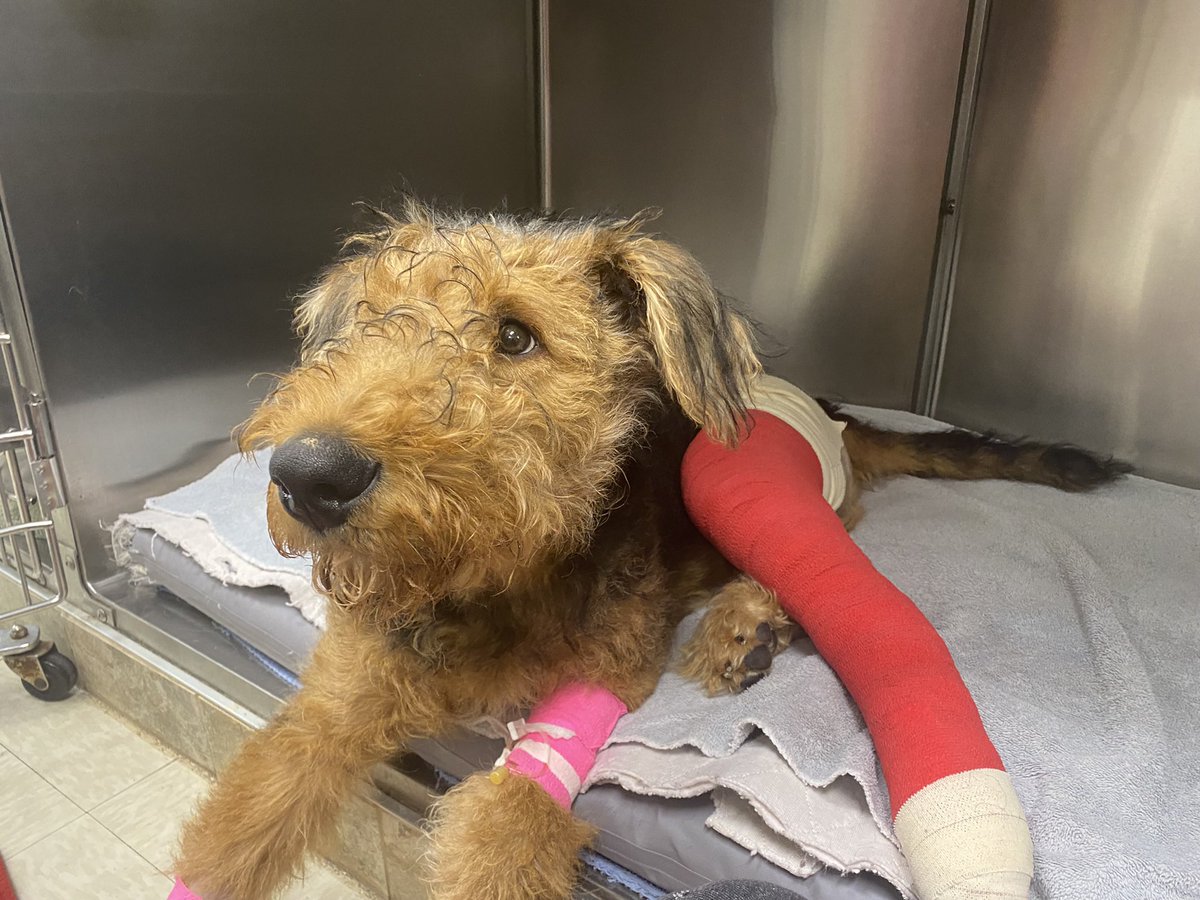 alexandra tweet media