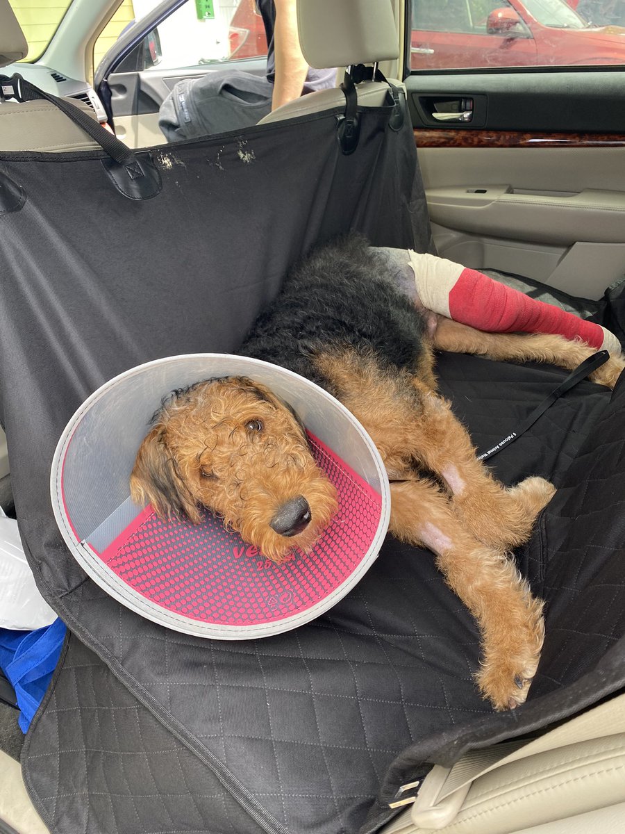 alexandra tweet media