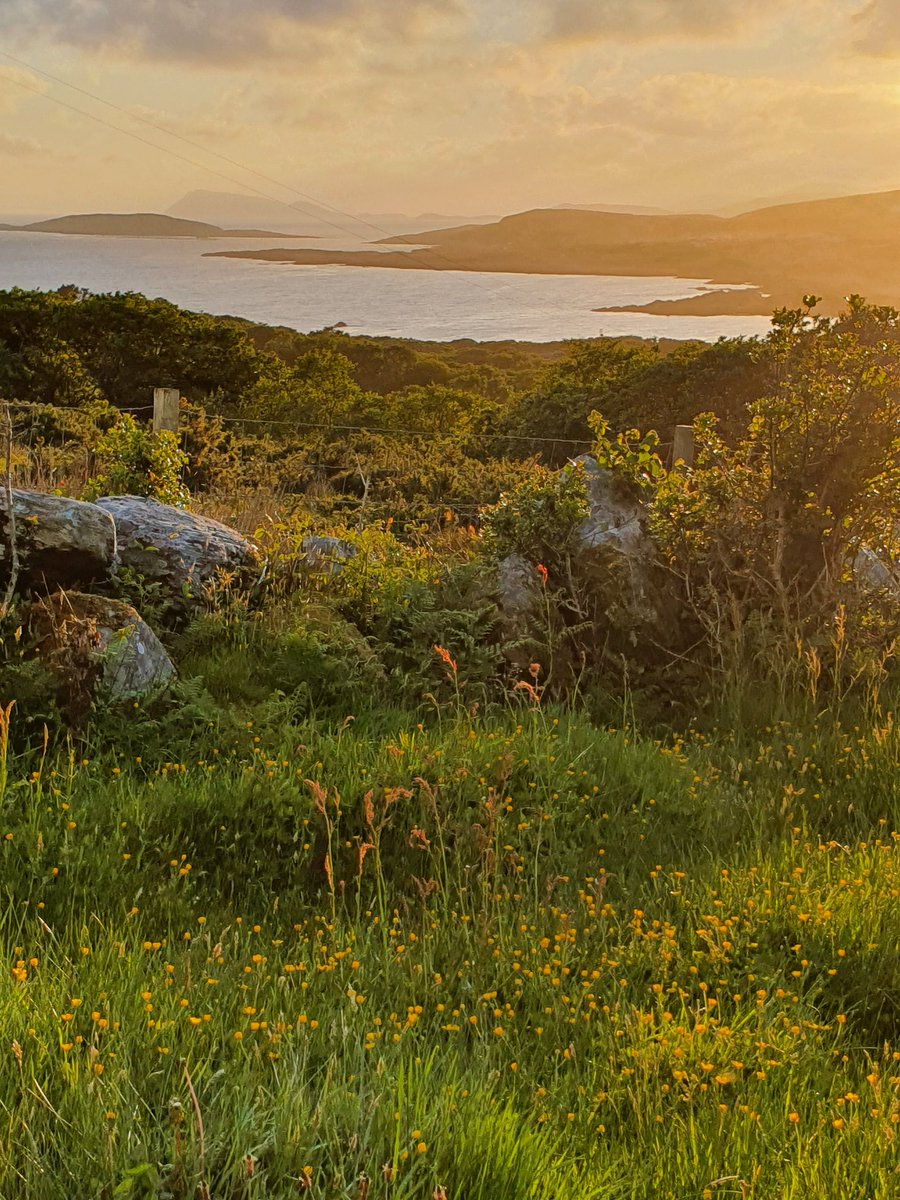 The sun is setting on a thousand mini-suns outside my window right now.

If you look again at the cover of my book, you'll see from where the inspiration came.