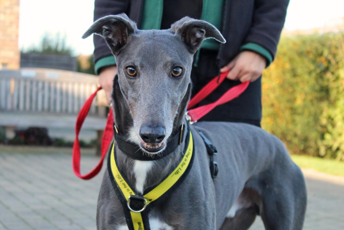 AdoptionsUk's tweet photo. Please retweet to help Vincent find a home #ESSEX #ENGLAND 
Aged 4, ex racing Greyhound. He can live with children aged 8+ and with another hound 
He's affectionate and would love a garden to zoom around in. No applications! 🤷‍♂️

DETAILS👇
https://t.co/hpFXQz3LTu
#dogs #Greyhounds https://t.co/M747J2jWIK
