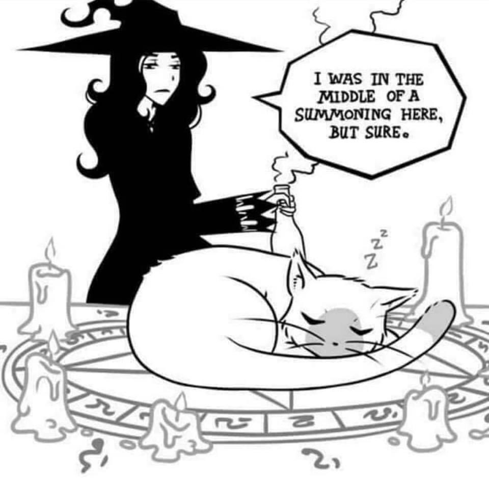 MajickalM's tweet image. Silly kitties