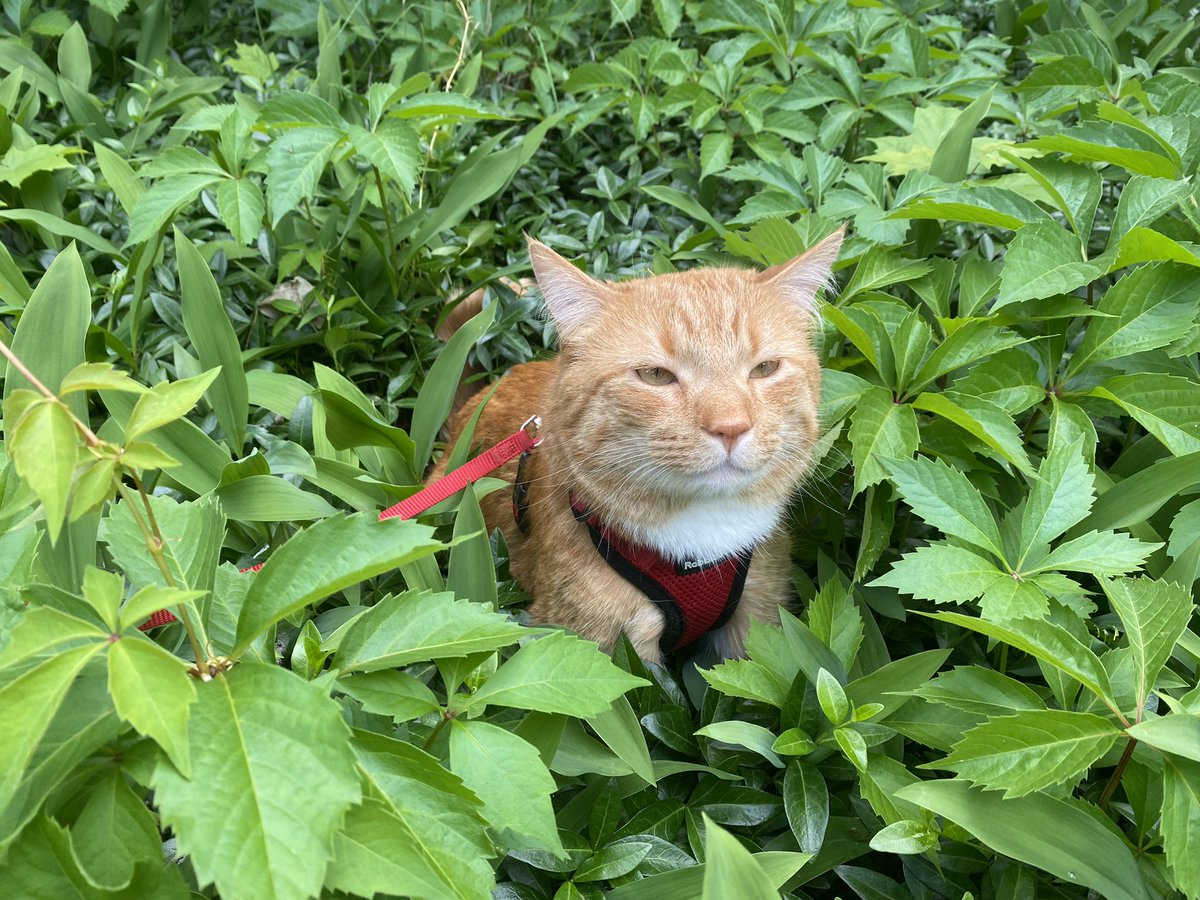 nobu_the_cat's tweet photo. You may refer to me as a Jungle Cat https://t.co/LdK8OSDEcl