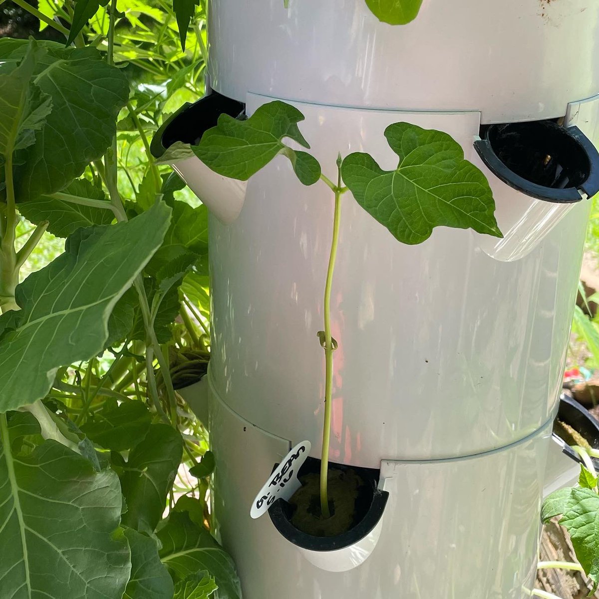vandi1981's tweet photo. Do you talk to your plants? Or am I the only one ☝️ #gardening #gardenideas #hydroponics #towergarden #aeroponics #hydrofarm #peppers #cucumber #greenbeans https://t.co/1hTkPR1BkW