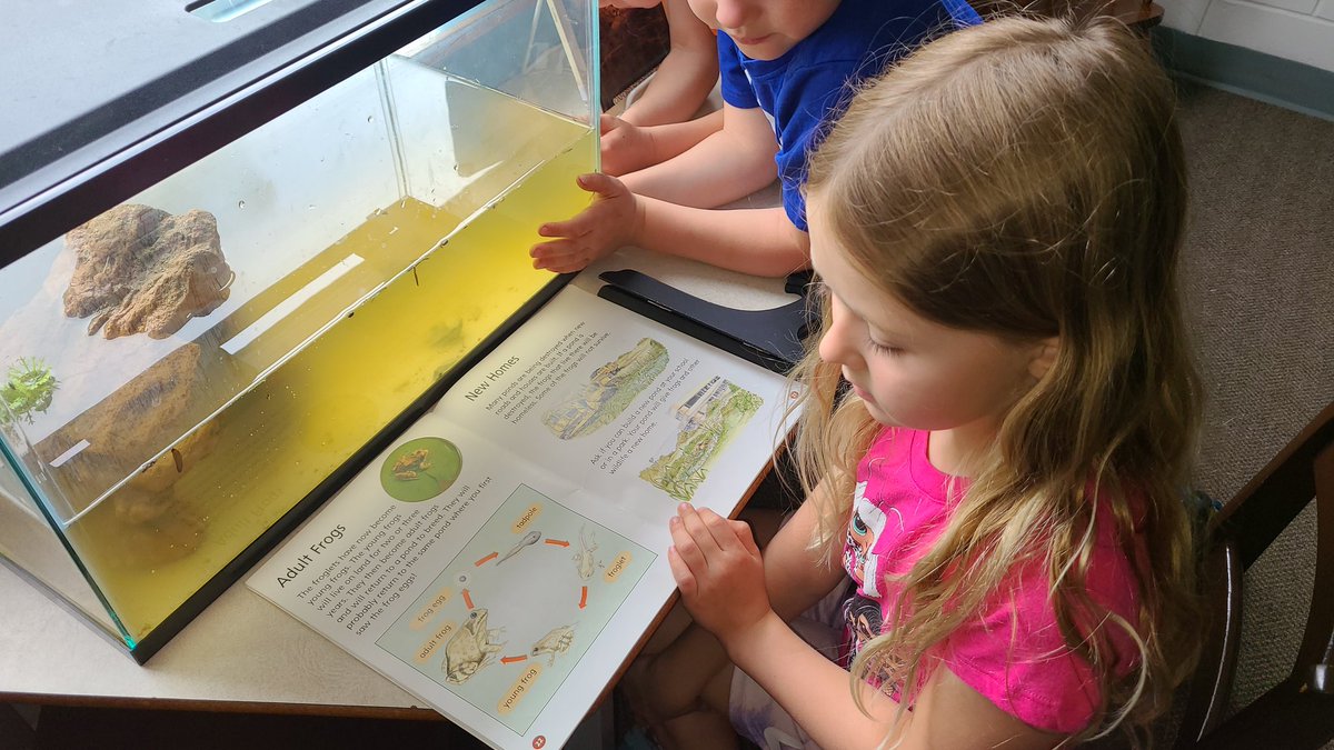MrsMacKinder's tweet photo. We have a fun addition to our classroom....tadpoles! Another great way to explore life cycles in a hands on way. 
@HolySpiritOCSB 
@BoucherMme https://t.co/vF9BcB3VOW