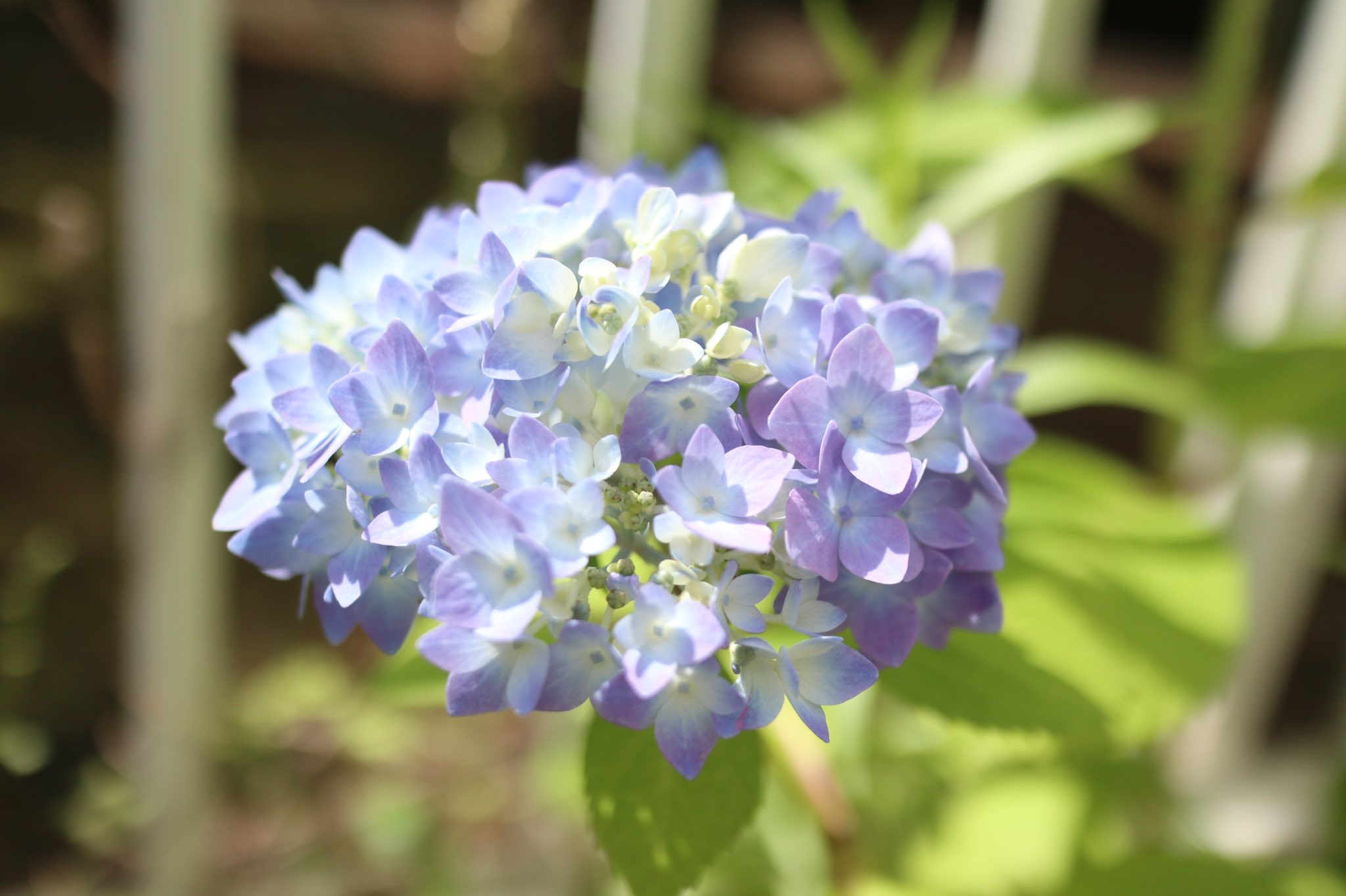 きのこの庭のママきのこ Kinokononiwano Twitter