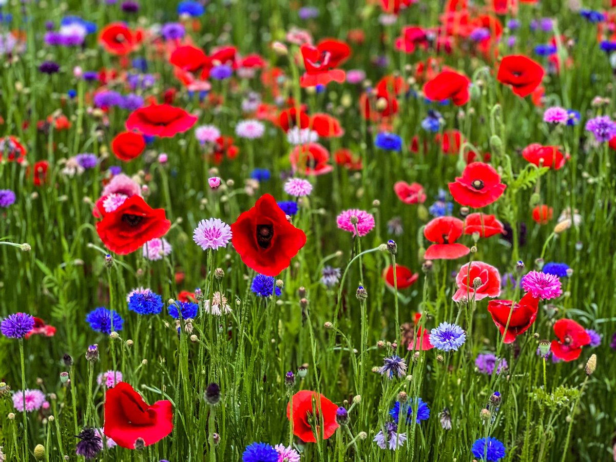 micheleconboy's tweet photo. #poppys West Deptford, n.j. https://t.co/1yuEttSy9e