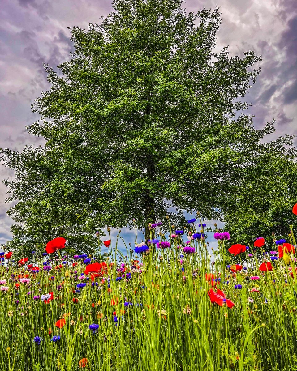 micheleconboy's tweet photo. #poppys West Deptford, n.j. https://t.co/1yuEttSy9e