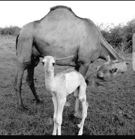 Haddii aad tahay qof yaqaana dhaqanka iyo afka Somaliga kuwacan maxa looyaqan noocan marku geeluyahay
