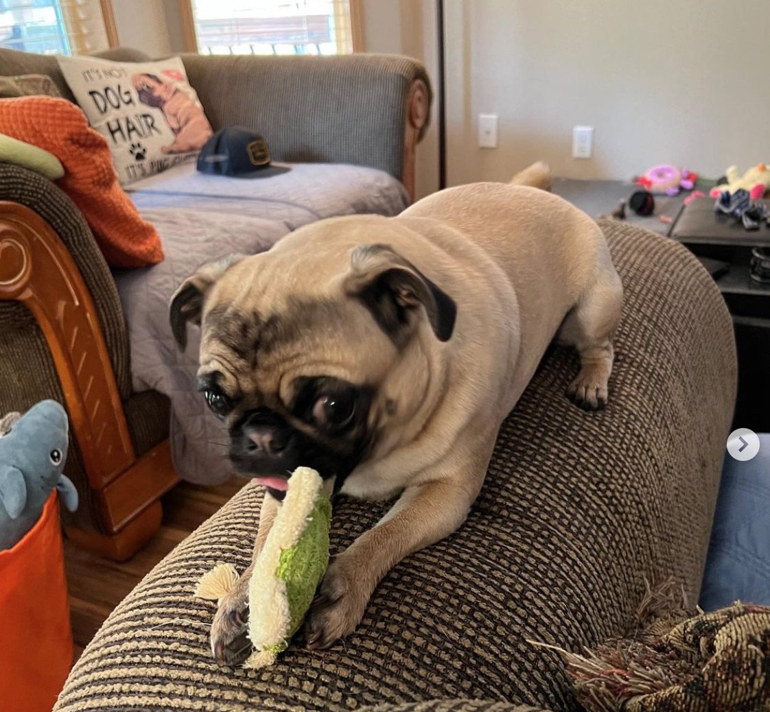 PugBoxes's tweet photo. We're thrilled to welcome our new friends Baxter and Rosie to the #PugBox pack! 💕🎉  
#puglife #pugsoftwitter #pugs https://t.co/jR4dm1xTjO