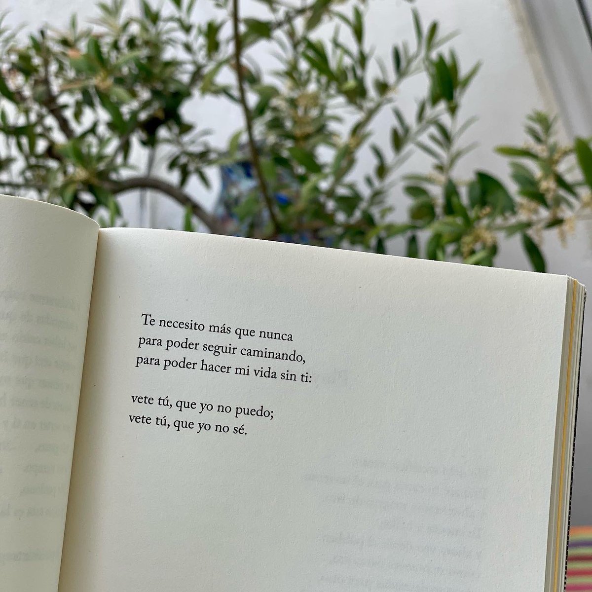 miguelgane's tweet image. De mi libro, #OjosDeSol.

💛